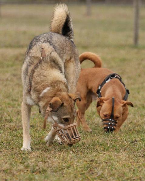 Mobile Hundetrainerin - Mein Angebot