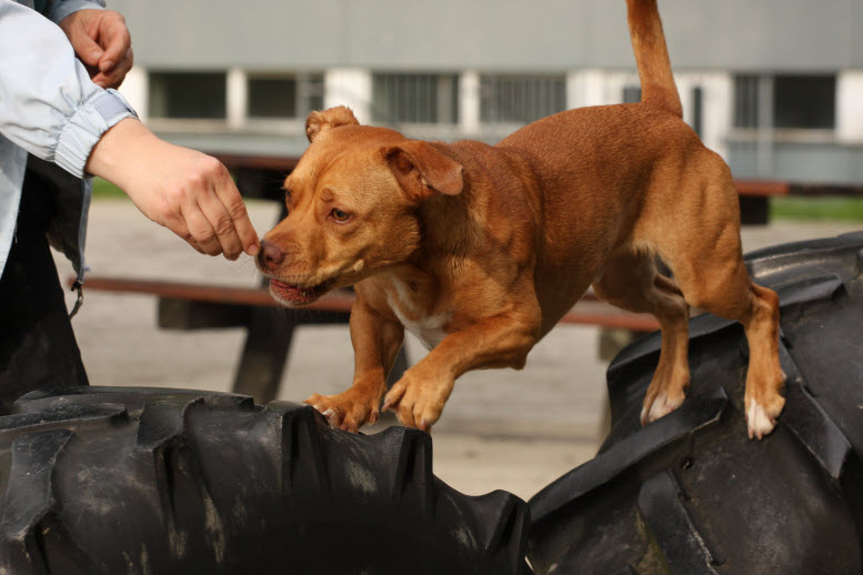 Mobile Hundetrainerin - Mein Angebot